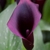 Dark purple spathe and spadix.