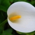White spathe and yellow spadix flower.