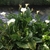 Arrow-shaped, unspotted leaves & white spathes on long stems.
