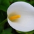 White spathe and yellow spadix