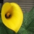 Close-up of yellow spathe with dark base & yellow spadix.