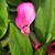Zantedeschia pentlandii 'Le Chique'