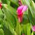 Zantedeschia pentlandii 'Le Chique'