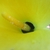Close-up of yellow spathe and spadix.