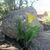 Plant growing among rocks. Large leaves & yellow spathe.