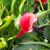 Zantedeschia pentlandii 'Captain Odeon'