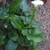 Glossy, arrow-shaped leaves & large white spathe on long stem