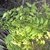 Shoot bearing pinnately compound leaves with ovate leaflets