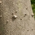 Bark
