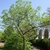Small tree with open crown & pale green leaves.