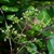 Paniculate inflorescence with small, greenish flowers.