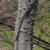 Zanthoxylum clava-herculis