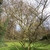 Twiggy shrub without leaves.