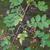 Zanthoxylum simulans Leaves