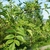 Close up of pinnately compound leaves
