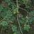 Leafy shoots with pinnate leaves & clusters of red follicles.