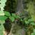 Leaves and bark