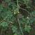Zanthoxylum simulans
