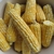 Zea mays