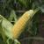 Zea mays convar. saccharata cob