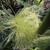 Zea mays silk