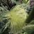 Zea mays silk
