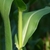 Zea mays stalk and leaves