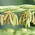 Zea mays stamens