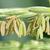 Zea mays stamens
