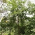 Habit of a young tree with sparse branching.