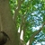 View into the crown showing smooth pale bark & leafy canopy