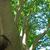 Zelkova schneideriana