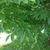 Close-up of alternate, serrate leave with acute apices.