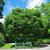 Zelkova schneideriana tree