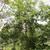 Zelkova schneideriana