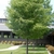 A row of trees. Form of the canopy: perfectly globose.