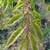 Young, red stem & stipules & emerging leaves, white along margin
