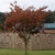 Young tree with reddish brown leaves.