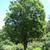 Zelkova serrata form
