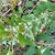 Leafy shoots & clusters of glaucous blue immature capsules.