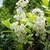 Leafy shoots & clusters of white, pendulous, bell-shaped flowers