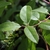 Red stem bearing alternate leaves with serrate margins.