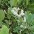 Leafy shoots & clusters of white, pendulous, bell-shaped flowers