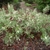 Low shrub with elongate clusters of white flowers.