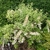 Low shrub with elongate clusters of white flowers.