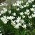 Mass planting of white, 6-tepaled, upward-facing flowers.