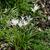 Naturalized