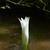 Close-up on a white bud against a dark, natural background