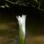 Flower bud