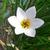 Zephyranthes candida